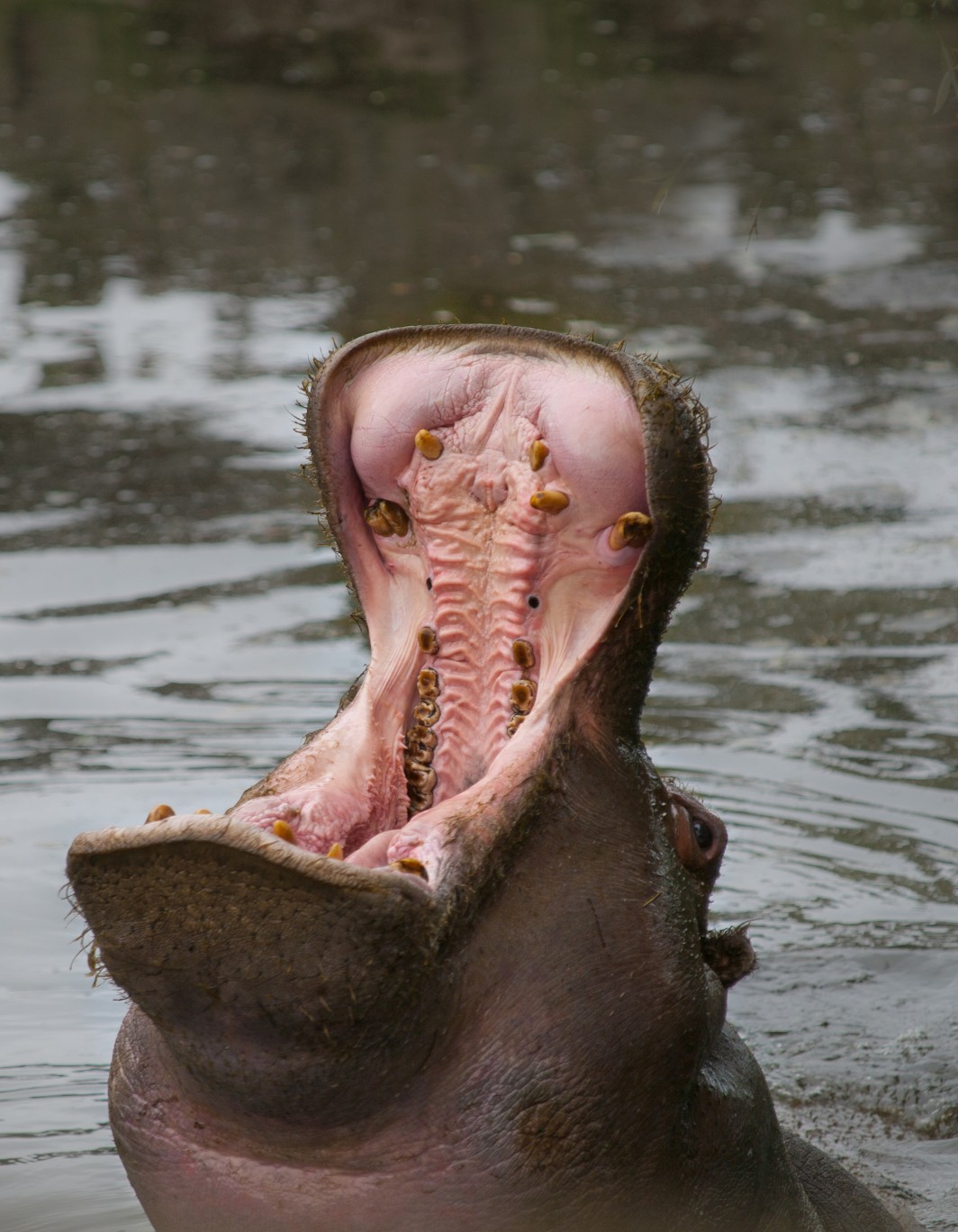 A yawning hippopotamus