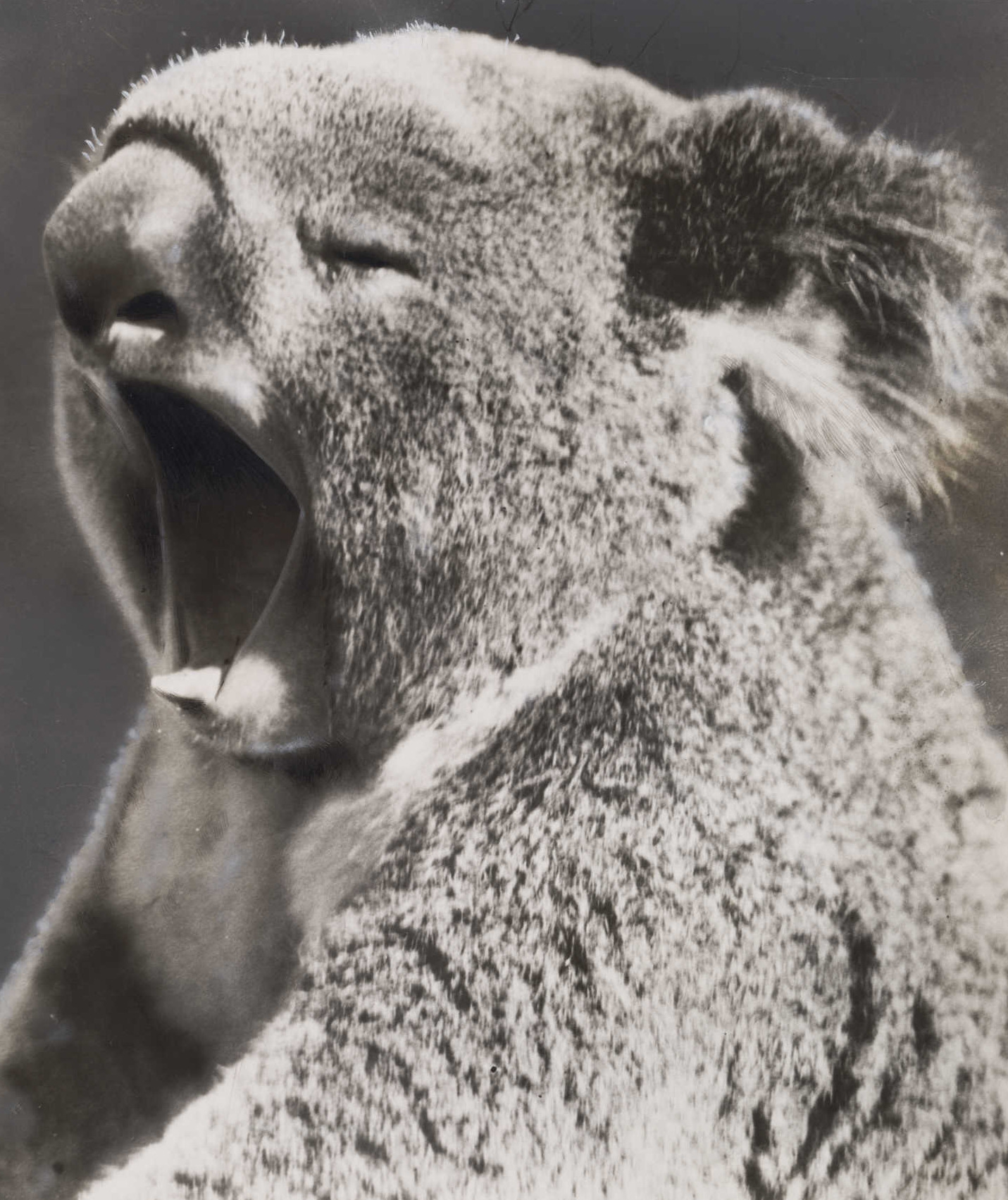 A yawning koala