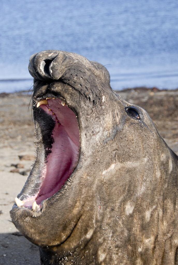 A yawning sea lion